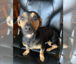 Small Photo #5 Chiweenie Puppy For Sale in Cranston, RI, USA