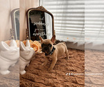 Puppy Vern mini me French Bulldog