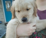 Small Photo #2 Golden Retriever Puppy For Sale in GANADO, TX, USA
