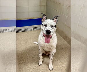 Mutt Dogs for adoption in Virginia Beach, VA, USA