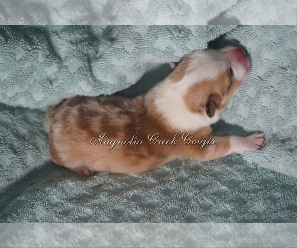 Medium Photo #2 Pembroke Welsh Corgi Puppy For Sale in ANDALUSIA, AL, USA