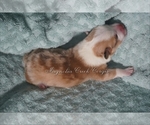 Small Photo #2 Pembroke Welsh Corgi Puppy For Sale in ANDALUSIA, AL, USA
