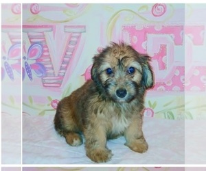 Doxiepoo (Miniature) Puppy for sale in SAUGUS, MA, USA