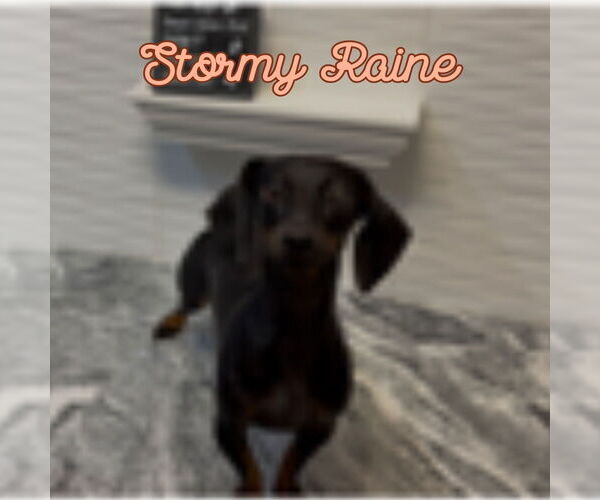 Medium Photo #11 Dachshund Puppy For Sale in San Antonio, TX, USA