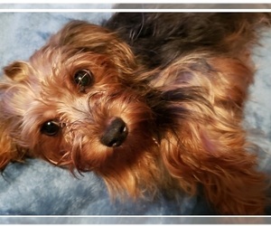 Mother of the Yorkshire Terrier puppies born on 04/17/2021