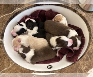 Border Collie Puppy for Sale in GIDDINGS, Texas USA