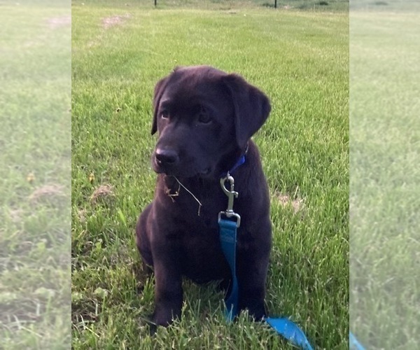 Medium Photo #5 Labrador Retriever Puppy For Sale in DOWNING, WI, USA