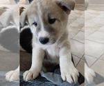 Small Photo #3 Akita Puppy For Sale in ROLLA, MO, USA