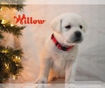 Small Photo #5 Labrador Retriever Puppy For Sale in LOGAN, UT, USA