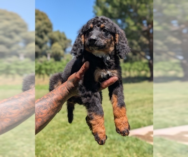 Medium Photo #13 Bernedoodle (Miniature) Puppy For Sale in SACRAMENTO, CA, USA