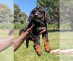 Small Photo #13 Bernedoodle (Miniature) Puppy For Sale in SACRAMENTO, CA, USA