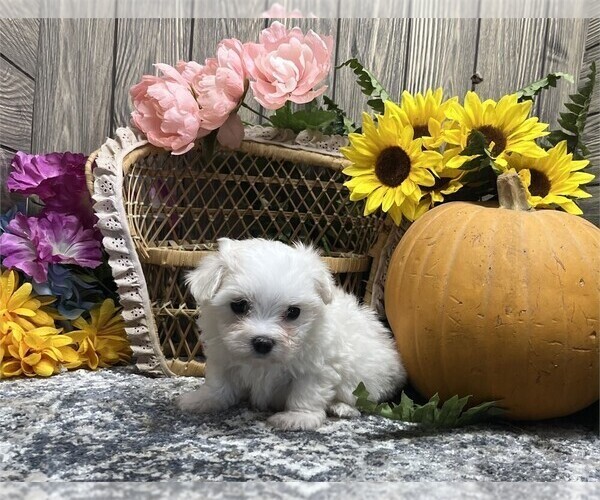 Medium Photo #15 Maltese Puppy For Sale in WEST PALM BEACH, FL, USA