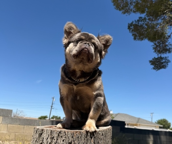 Medium Photo #1 French Bulldog Puppy For Sale in GLENDALE, CA, USA