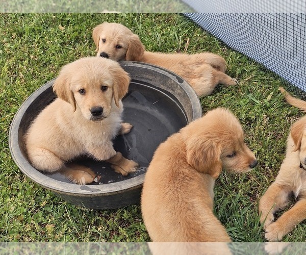 Medium Photo #7 Golden Retriever Puppy For Sale in SALISBURY, NC, USA
