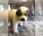 Small #6 Great Pyrenees