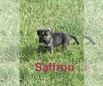 Saffron - Female Mutt Dog for Adoption - Small photo