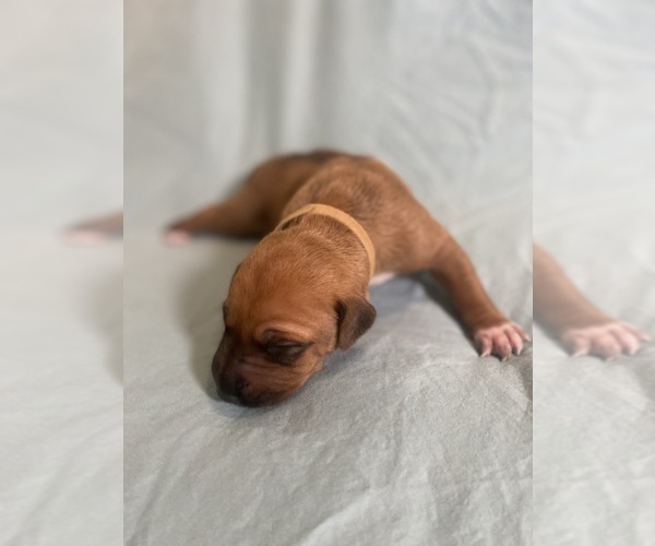 Medium Photo #6 Rhodesian Ridgeback Puppy For Sale in KELLER, TX, USA