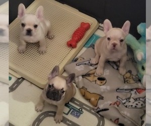 French Bulldog Puppy for sale in CORSICANA, TX, USA