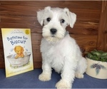 Small #9 Schnauzer (Miniature)