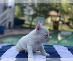 Small Photo #12 French Bulldog Puppy For Sale in LEAWOOD, KS, USA