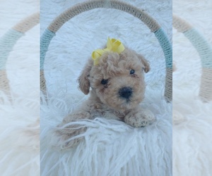 Bichpoo Puppy for Sale in FAIRBANK, Iowa USA