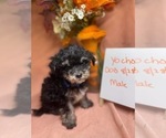 Small Photo #3 Yo-Chon Puppy For Sale in HAMPTON, VA, USA