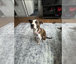 Small #1 Bullboxer Pit