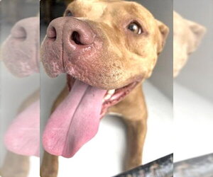 Mutt Dogs for adoption in Houston, TX, USA