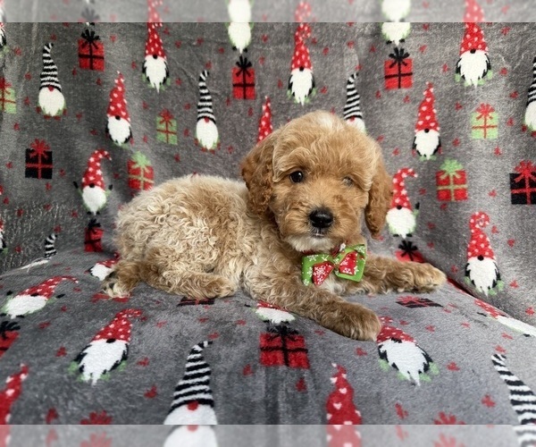 Medium Photo #4 Cock-A-Poo Puppy For Sale in LAKELAND, FL, USA