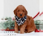 Small #2 Goldendoodle (Miniature)