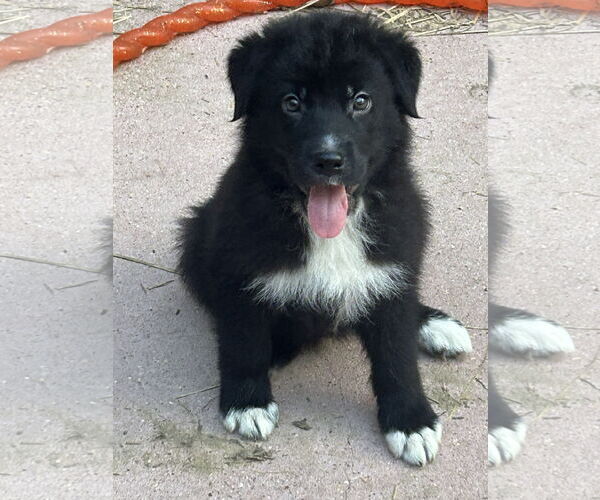 Medium Photo #4 Huskies -Unknown Mix Puppy For Sale in Hillsboro, MO, USA