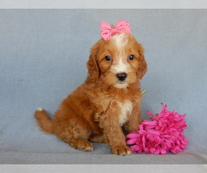 Goldendoodle (Miniature) Puppy for sale in MILLERSBURG, OH, USA