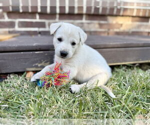 Labrador Retriever-Unknown Mix Dogs for adoption in The Woodlands, TX, USA