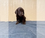 Small #8 Labrador Retriever