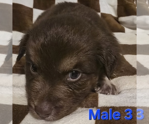 Medium Photo #1 Australian Shepherd Puppy For Sale in ROY, UT, USA