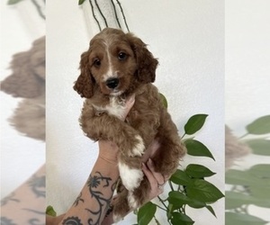 Cavapoo Puppy for sale in MURRIETA, CA, USA