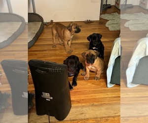 Boerboel-Boxer Mix Litter for sale in MAHWAH, NJ, USA