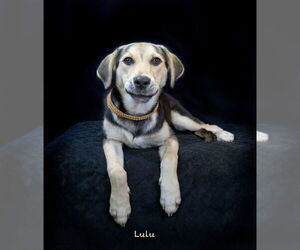 Mutt Dogs for adoption in Hot Springs Village, AR, USA