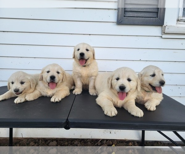 Medium Photo #1 English Cream Golden Retriever Puppy For Sale in GUTHRIE, KY, USA