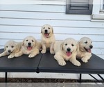 Small Photo #1 English Cream Golden Retriever Puppy For Sale in GUTHRIE, KY, USA