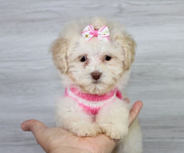 Medium Photo #12 Maltipoo Puppy For Sale in LAS VEGAS, NV, USA