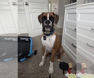 Boxer Puppy for sale in FLORENCE, AZ, USA