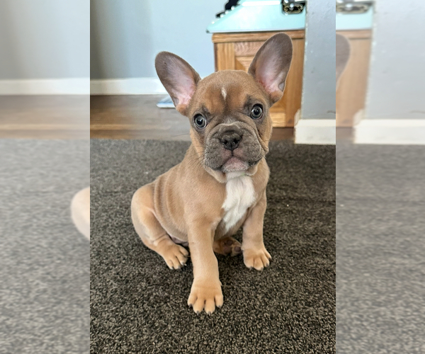 Medium Photo #5 French Bulldog Puppy For Sale in CROSWELL, MI, USA