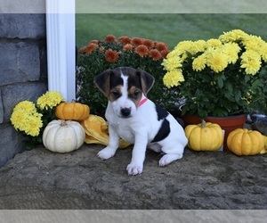Jack Russell Terrier Puppy for sale in MILLERSBURG, OH, USA