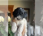 Small #11 English Cream Golden Retriever-Poodle (Miniature) Mix