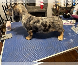 Father of the Dachshund puppies born on 08/16/2025