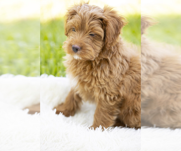 Medium Photo #1 Chorkie Puppy For Sale in HOLLYWOOD, FL, USA