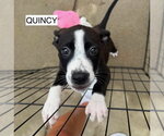 Small #2 American Staffordshire Terrier Mix