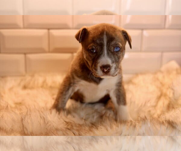 Medium Photo #4 Bulldog-Unknown Mix Puppy For Sale in Duluth, MN, USA