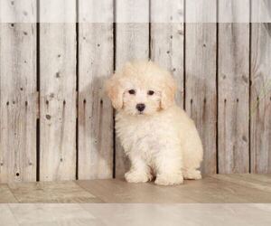 Poodle (Toy) Puppy for sale in MOUNT VERNON, OH, USA